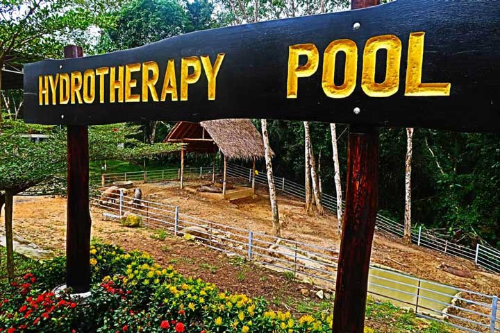 Hydrotherapy pool sign from Ph uket Elephant Sanctuary, with a view of the pigs and chickens in the background.