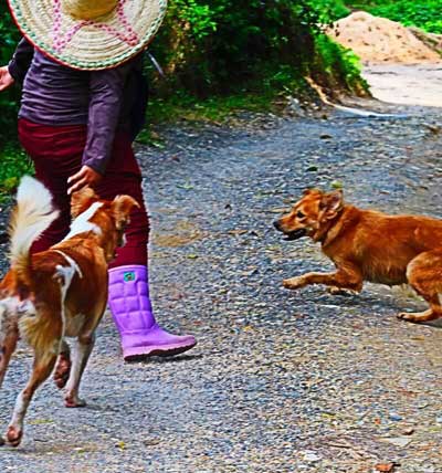 Dogs and our guide at Phuket elephant sanctuary. They accompany you on the tour.