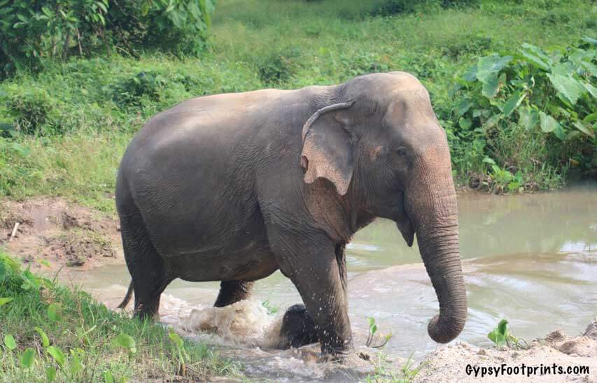 Feature image of and elephant walking through water.